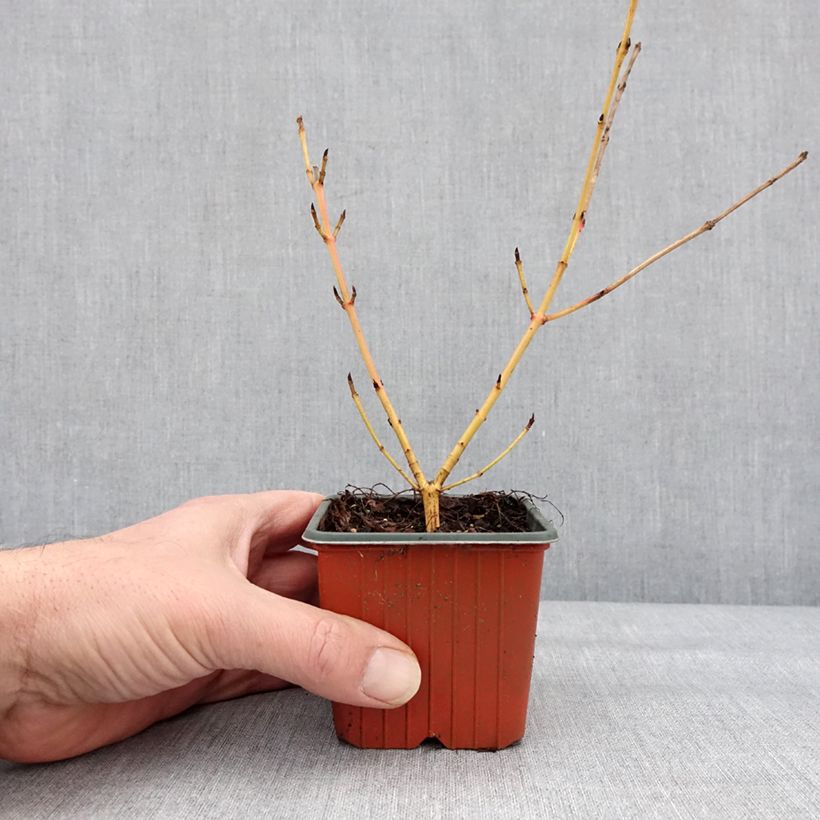 Cornus sanguinea Winter Beauty - Common Dogwood 8/9 cm potShipped height around 10/15cm sample as delivered in winter