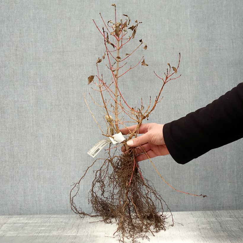 Cornus sanguinea Winter Beauty - Common Dogwood Bare rootShipped height around 25/40cm sample as delivered in winter