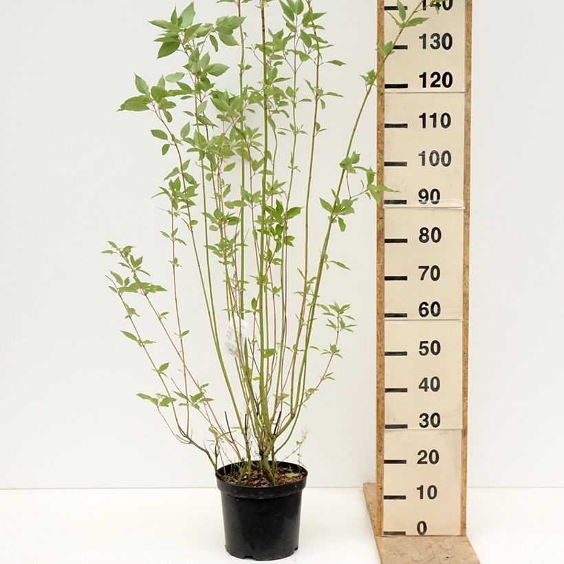 Cornus sericea Cardinal - Stoloniferous Dogwood 7.5L/10L potShipped height around 80cm sample as delivered in spring