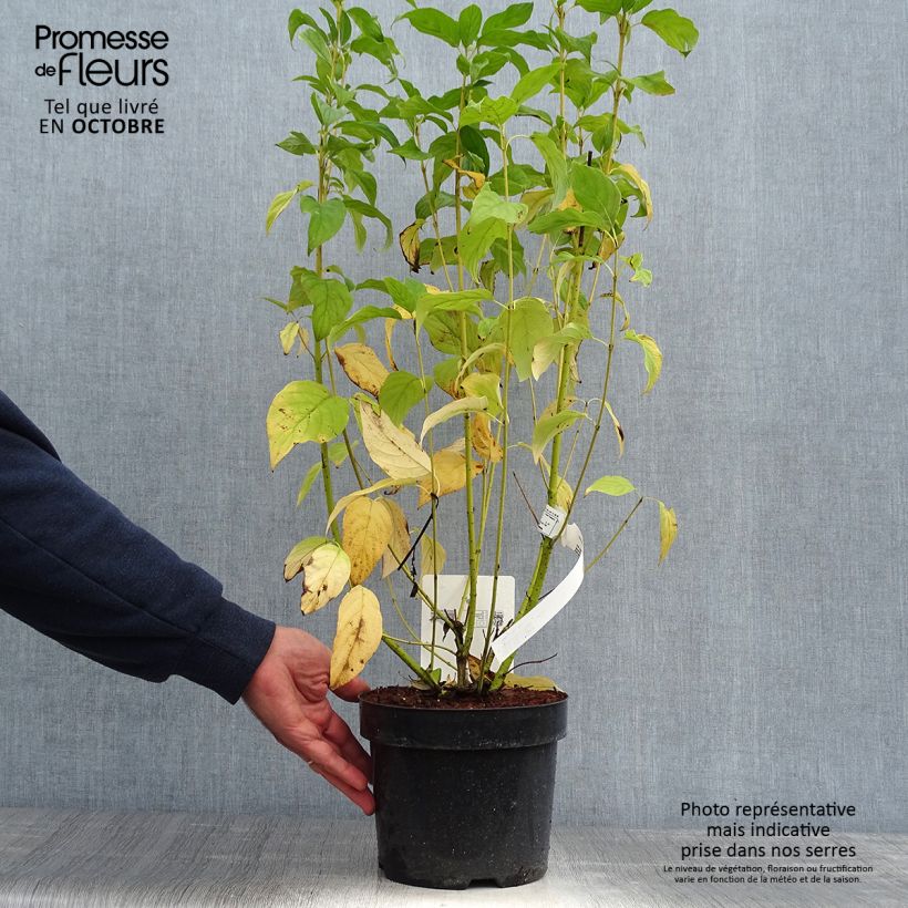 Cornus sericea Cardinal - Stoloniferous Dogwood 2L/3L pot sample as delivered in autumn