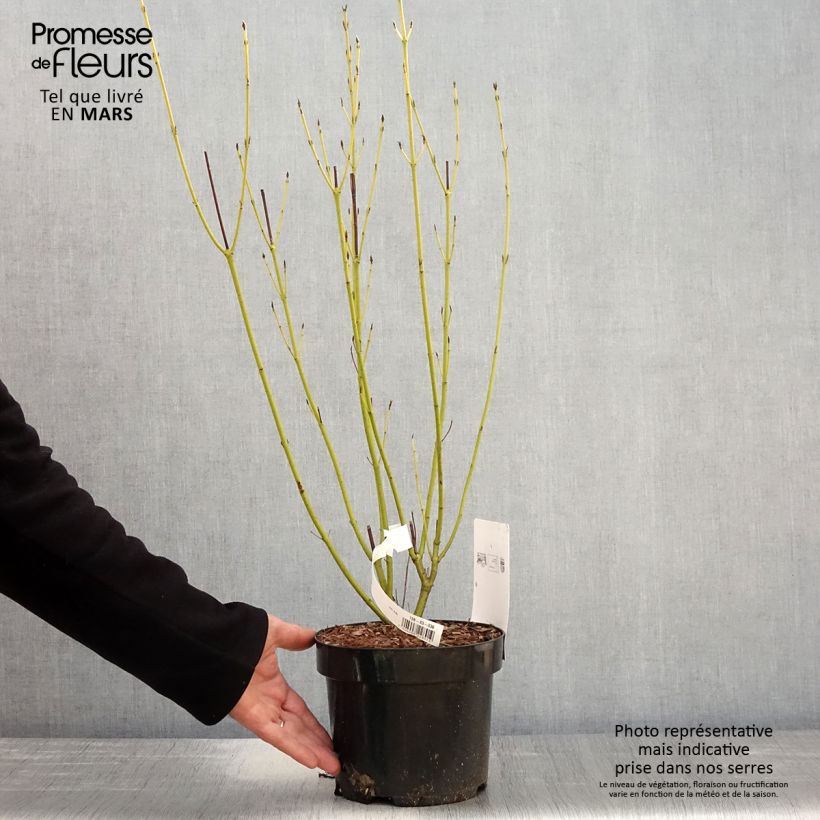 Cornus sericea Cardinal - Stoloniferous Dogwood 2L/3L potShipped height around 60/80cm sample as delivered in spring