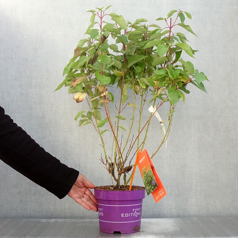 Cornus sericea Firedance - Red osier dogwood 3L/4L potShipped height around 30/40cm sample as delivered in autumn