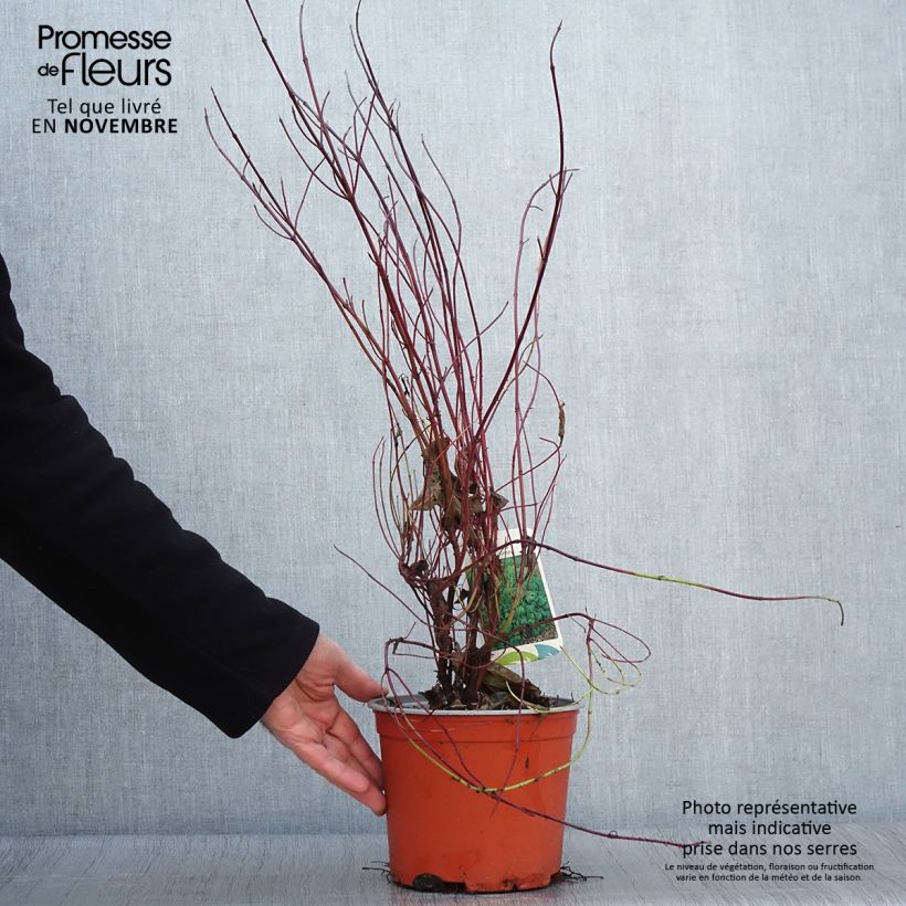 Cornus stolonifera Kelseyi - Stoloniferous Dogwood 3L/4L pot sample as delivered in autumn