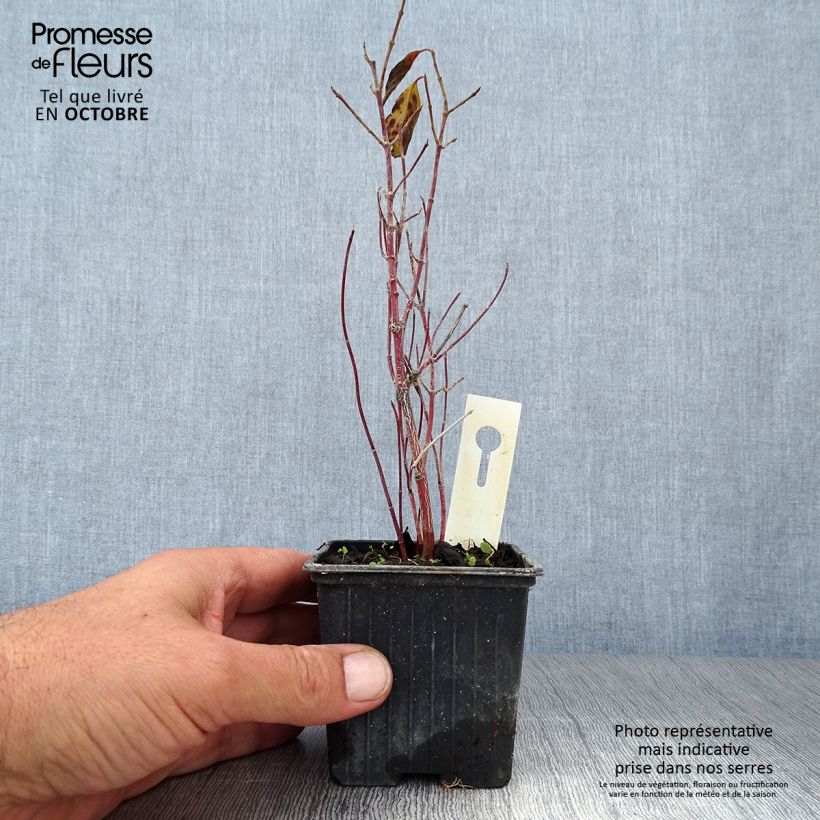 Cornus stolonifera Kelseyi - Stoloniferous Dogwood 8/9 cm pot sample as delivered in autumn