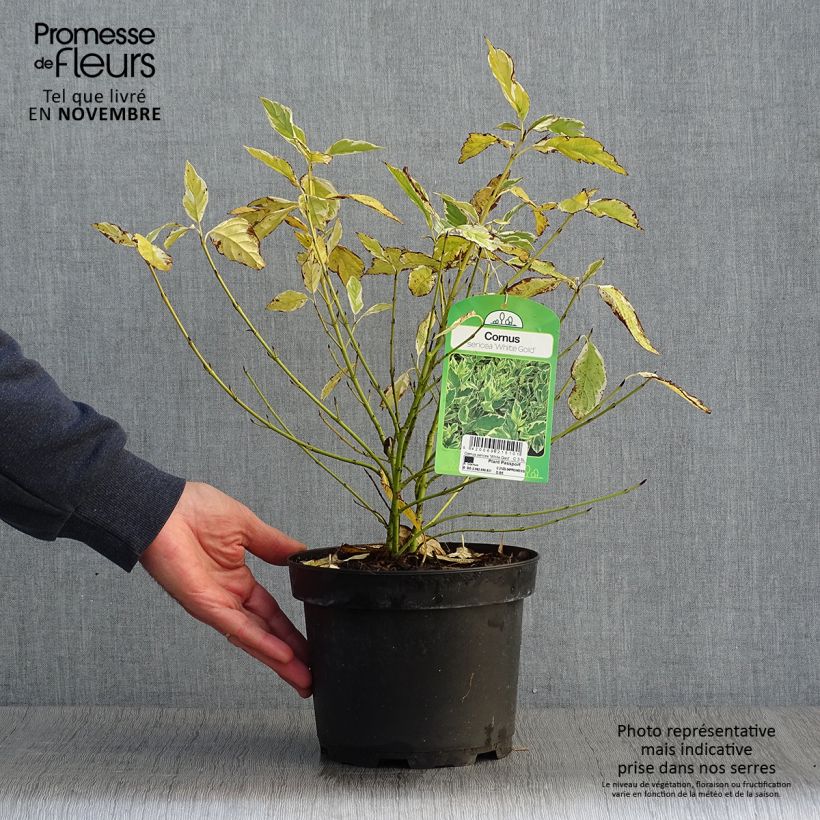 Cornus sericea White Gold - Stoloniferous Dogwood 3L/4L pot sample as delivered in autumn