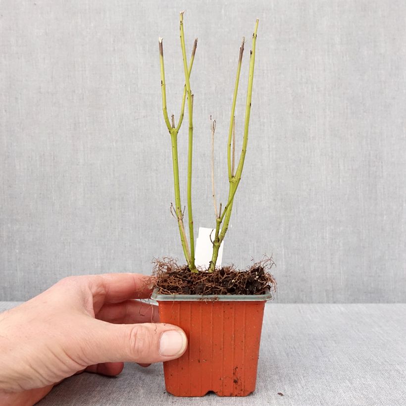 Cornus stolonifera Flaviramea - Stoloniferous Dogwood 8/9 cm pot sample as delivered in winter