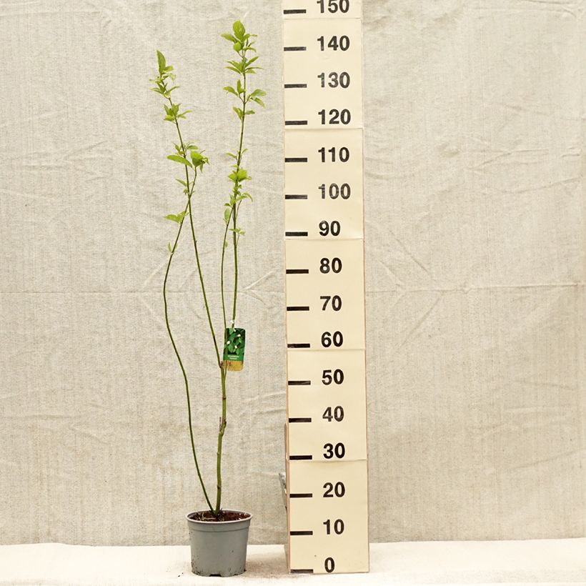 Cornus stolonifera Flaviramea - Stoloniferous Dogwood 3L/4L potShipped height around 30/40cm sample as delivered in spring