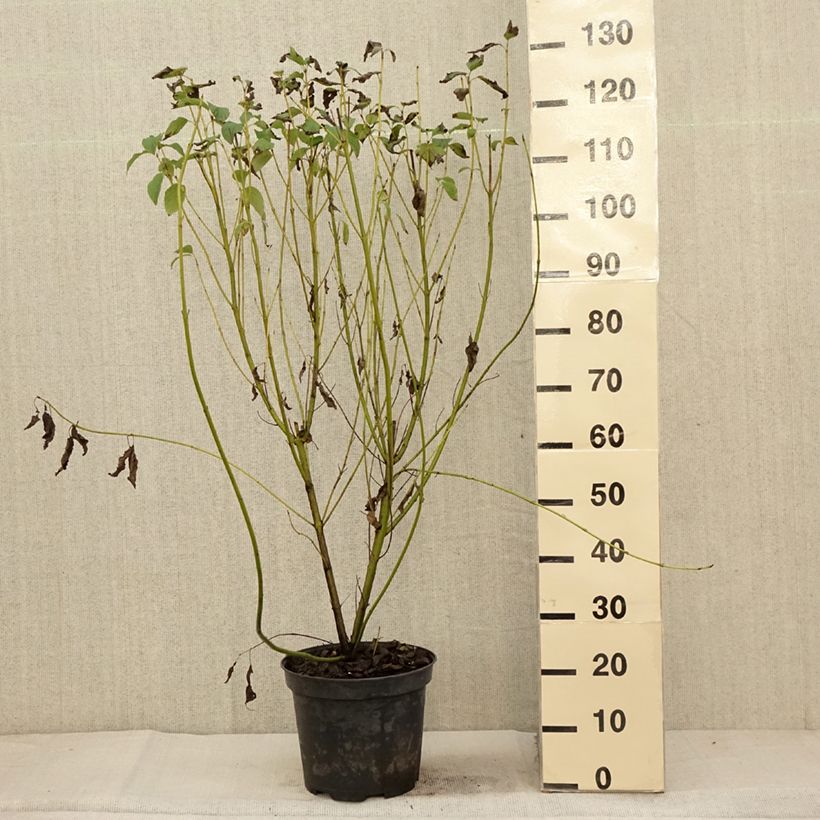 Cornus stolonifera Flaviramea - Stoloniferous Dogwood 7.5L/10L pot sample as delivered in autumn