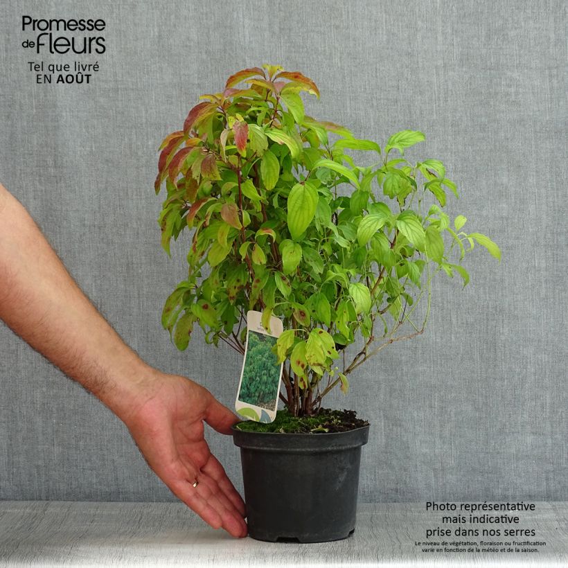 Cornus sericea Kelseys Dwarf - Stoloniferous Dogwood 1L/1.5L pot sample as delivered in summer