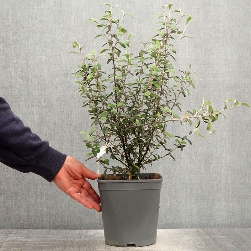 Corokia virgata Frosted chocolate - Corokie Pot de 4L sample as delivered in spring