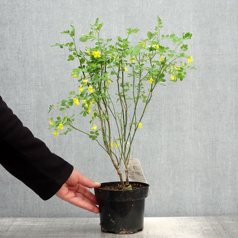 Hippocrepis emerus 1L/1.5L potShipped height around 10/20cm sample as delivered in spring