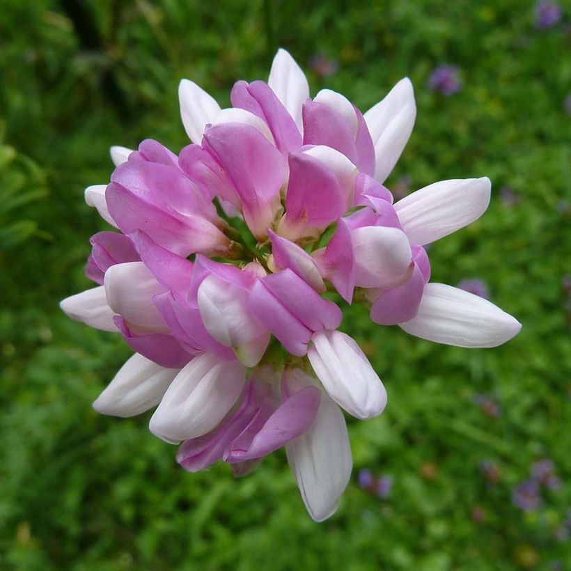 Coronilla varia (Flowering)
