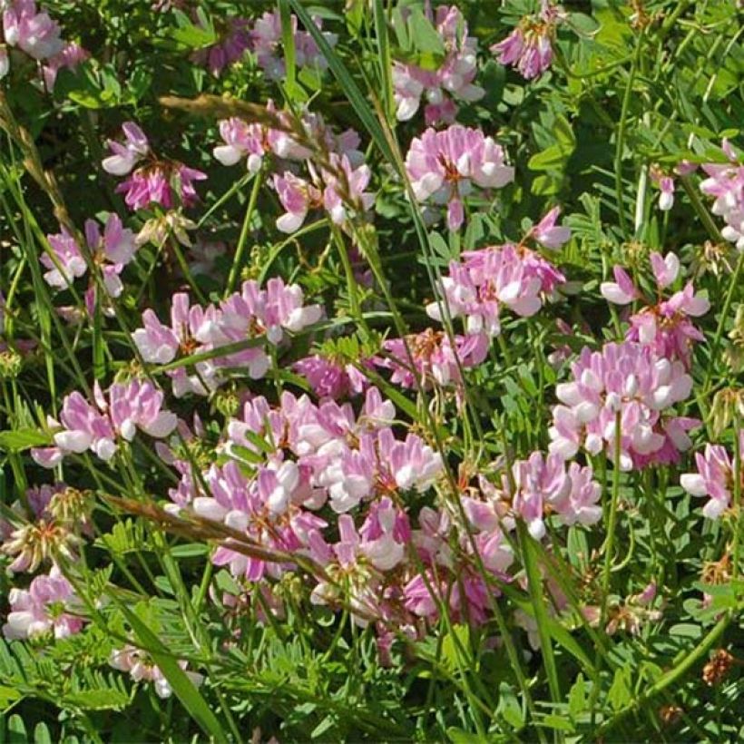 Coronilla varia (Flowering)