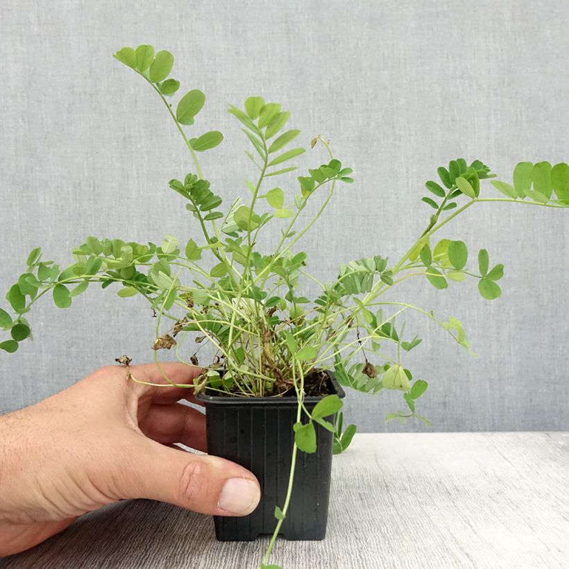 Coronilla varia 8/9 cm pot sample as delivered in autumn