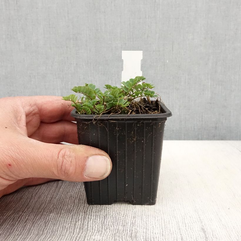 Coronilla varia - Coronille bigarrée ou changeante. Godet de 8/9 cm sample as delivered in spring