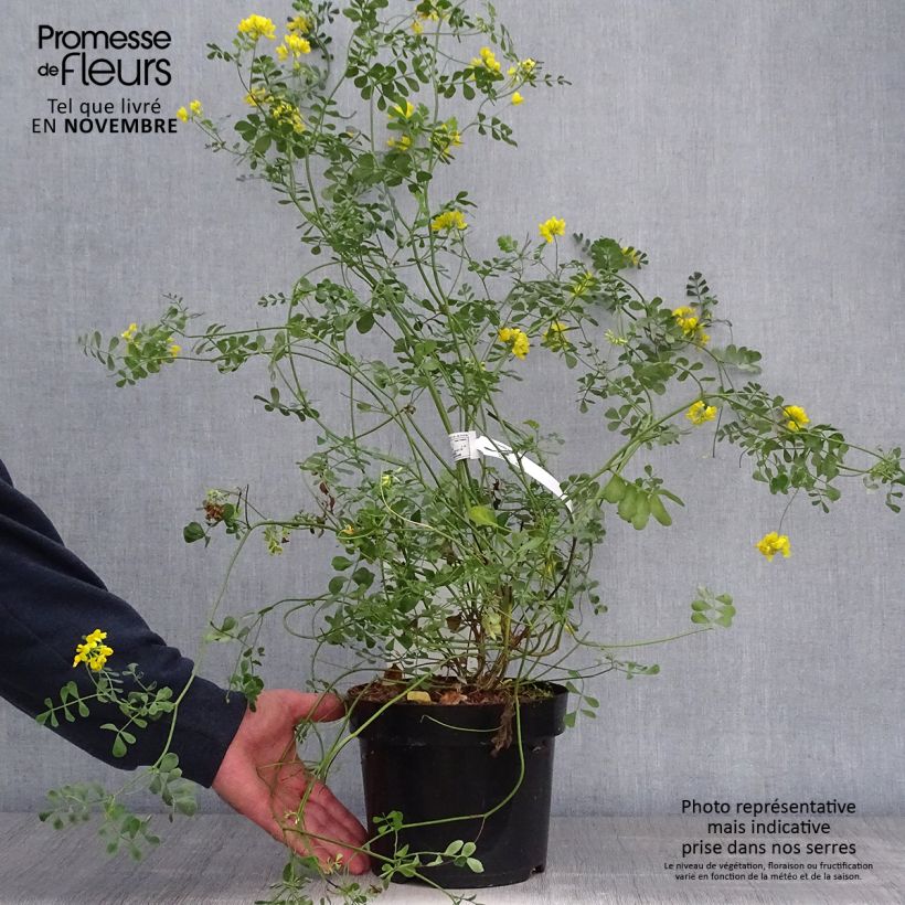 Coronilla valentina subsp. glauca Citrina 3L/4L pot sample as delivered in autumn