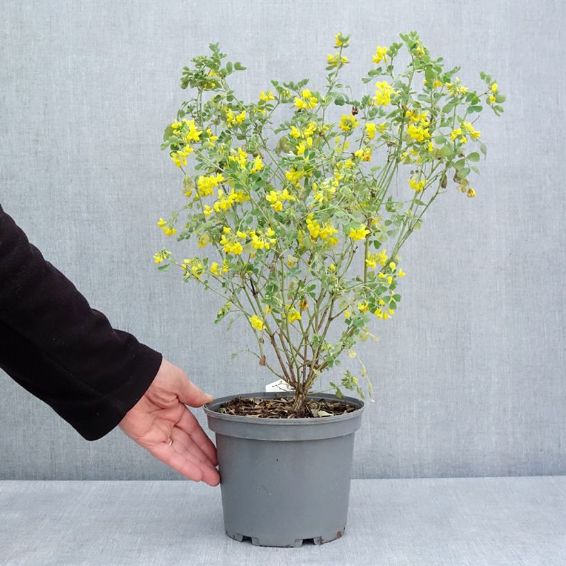 Coronilla valentina subsp. glauca Citrina 3L/4L potShipped height around 30/40cm sample as delivered in spring