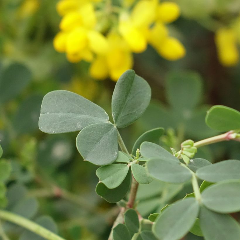 Coronilla valentina subsp. glauca Citrina (Foliage)