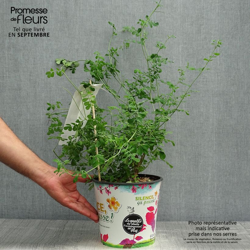 Coronilla valentina subsp. glauca Selection 4L/5L pot sample as delivered in autumn