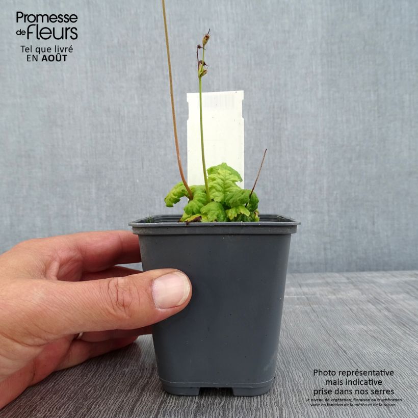 Cortusa matthioli subsp. pekinensis 8/9 cm pot sample as delivered in summer