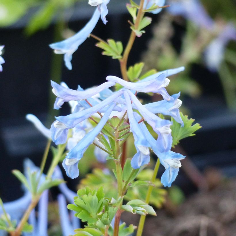 Corydalis Craigton Blue (Flowering)