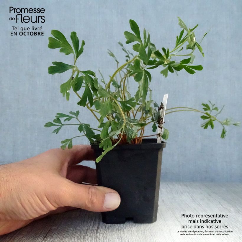 Corydalis flexuosa Porcelain Blue 8/9 cm pot sample as delivered in autumn