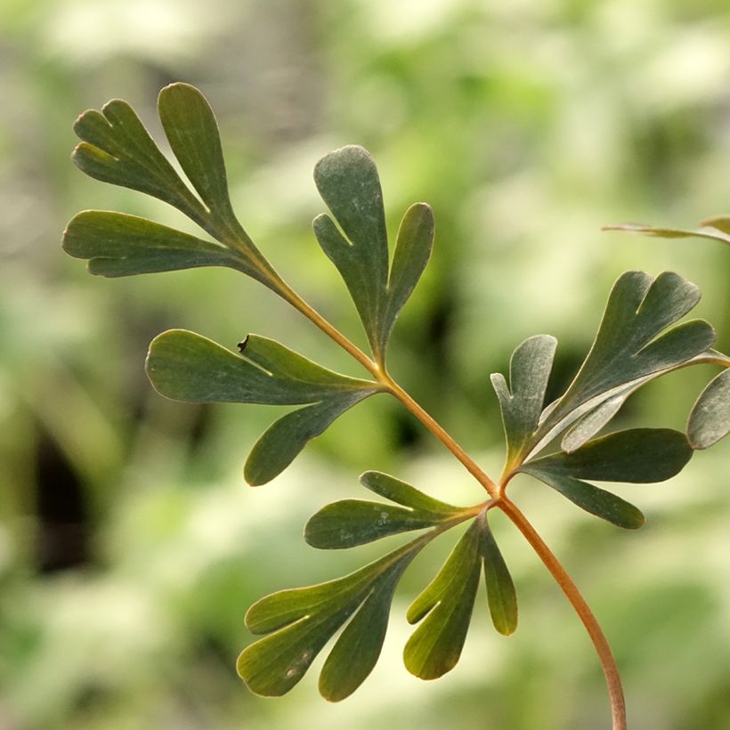 Corydalis flexuosa Porcelain Blue (Foliage)