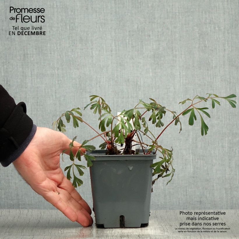 Corydalis flexuosa Porcelain Blue 1L/1.5L pot sample as delivered in winter