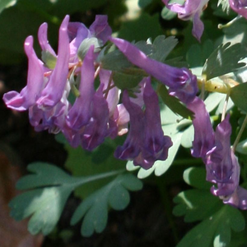 Corydalis solida (Flowering)