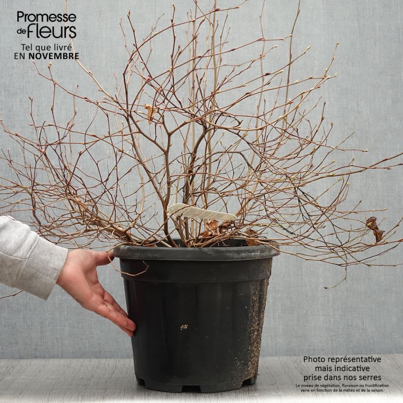 Corylopsis pauciflora 7.5L/10L pot sample as delivered in autumn