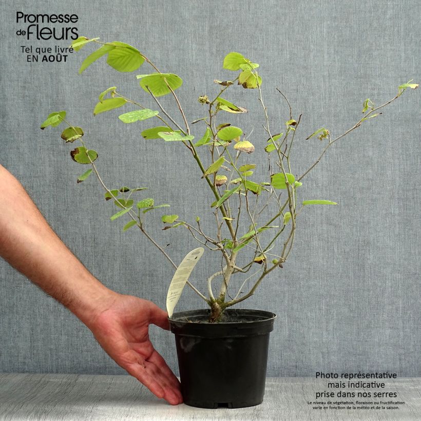 Corylopsis sinensis var. sinensis Spring Purple 2L/3L potShipped height around 40+cm sample as delivered in summer