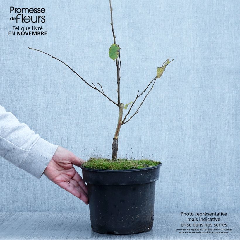 Corylus avellana Agnieszka - Common Hazel 4L/5L pot sample as delivered in autumn
