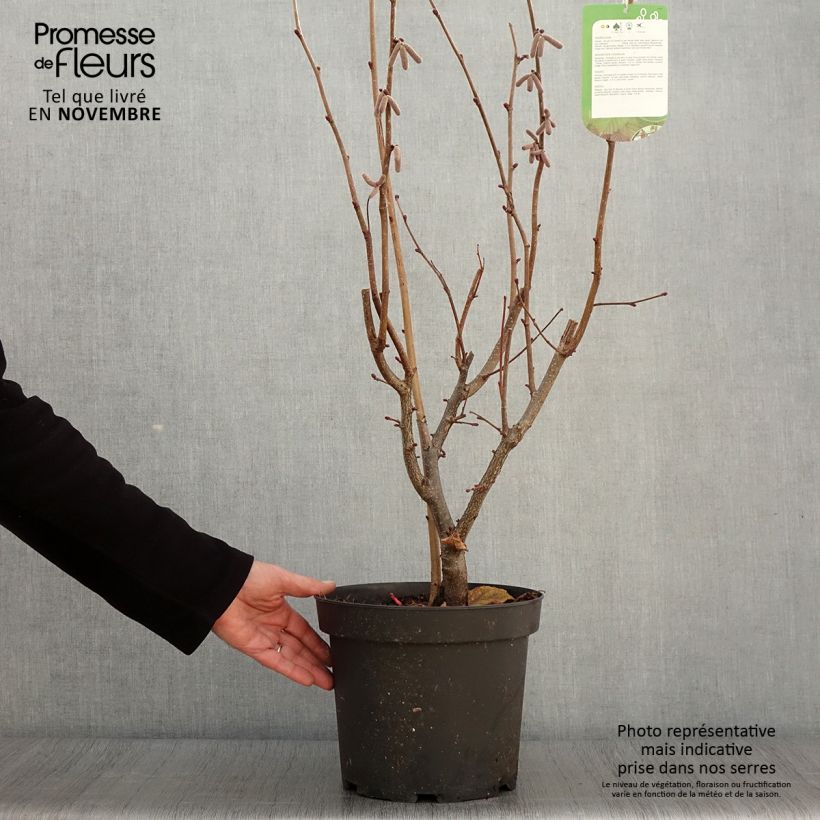 Corylus avellana Rode Zellernoot - Common Hazel 7.5L/10L pot sample as delivered in autumn