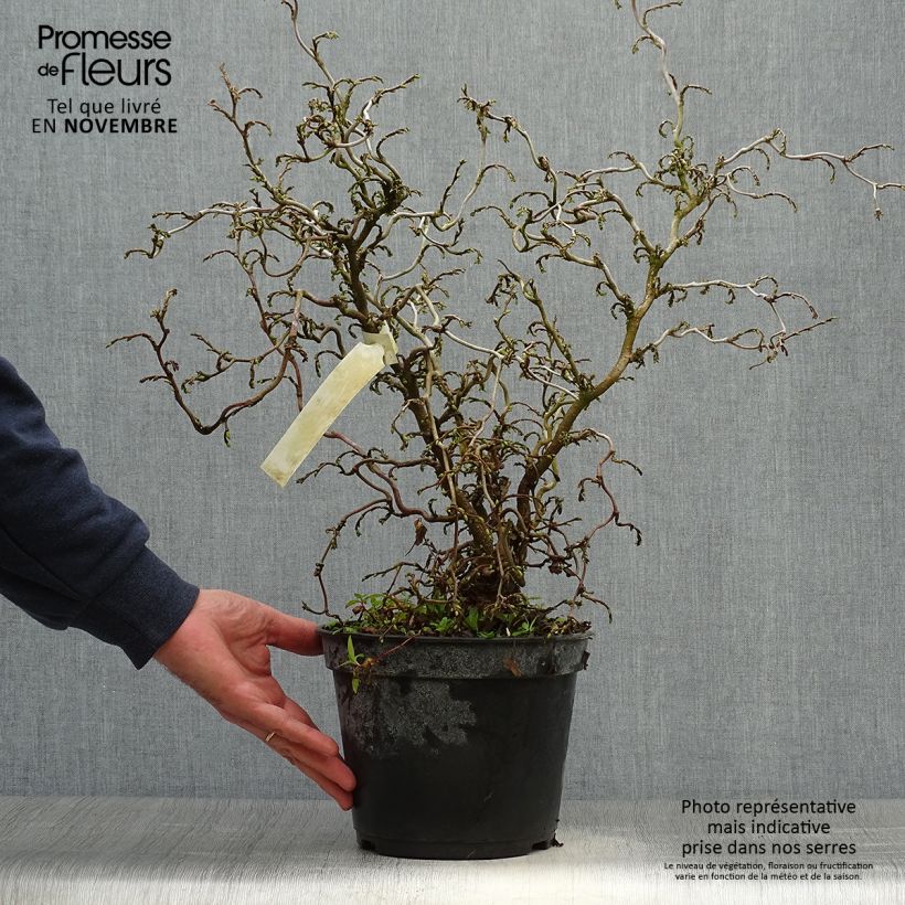 Corylus avellana Scooter - Common Hazel 4L/5L pot sample as delivered in autumn