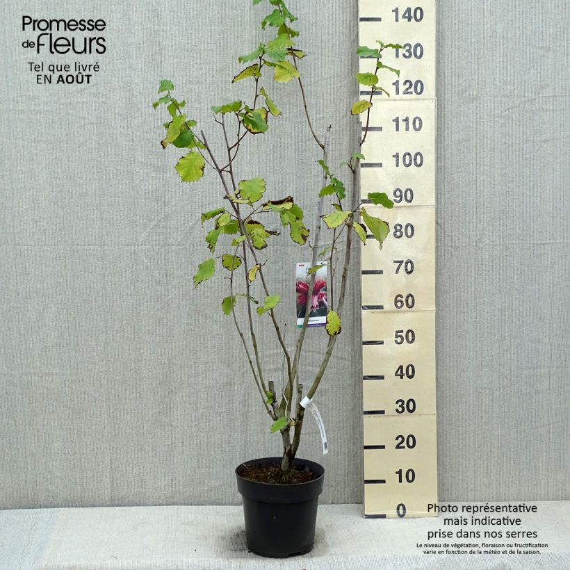 Corylus maxima Juningia - Red Filbert 4L/5L potShipped height around 50/60cm sample as delivered in summer