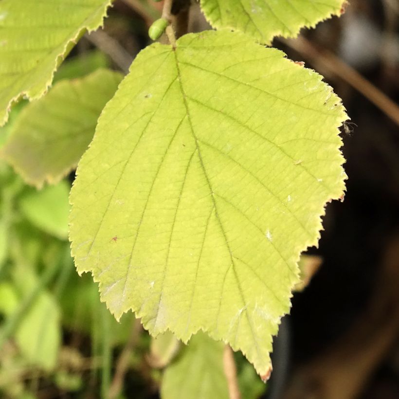 Corylus sieboldiana - Asian Hazel (Foliage)