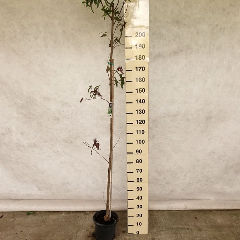 Eucalyptus citriodora 7.5L/10L potShipped height around 170/200cm sample as delivered in summer