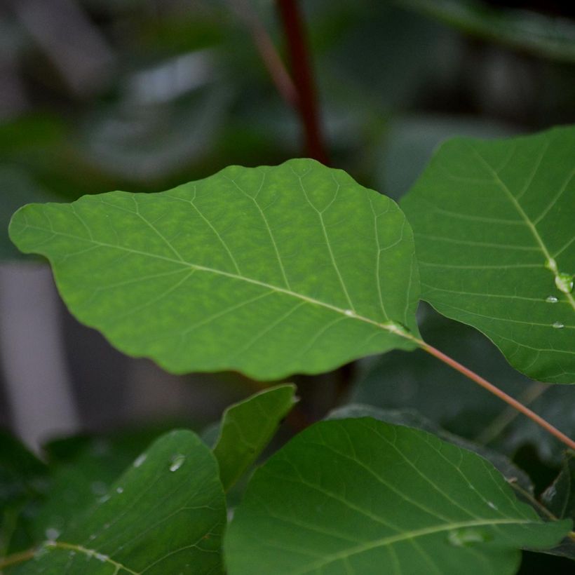 Cotinus coggygria - Smoke Bush (Foliage)