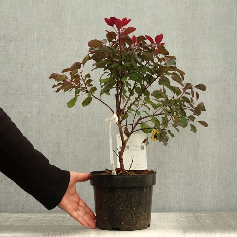 Cotinus coggygria Dusky Maiden - Smoke Bush 3L/4L pot sample as delivered in autumn