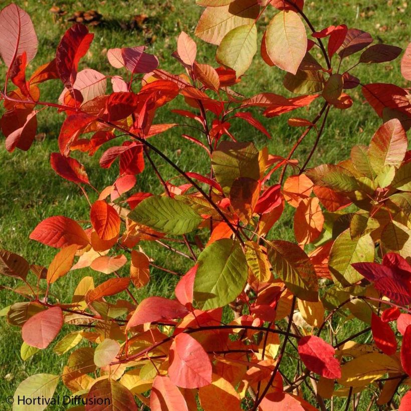 Cotinus coggygria Flame - Smoke Bush (Foliage)