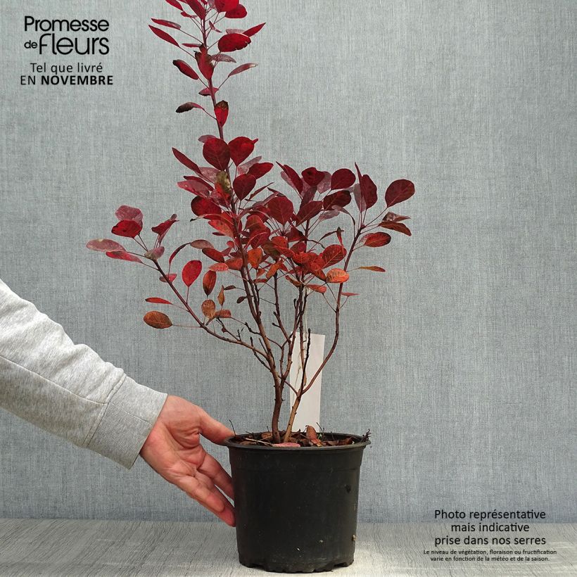 Cotinus coggygria Lilla - Arbre à perruque nain. Pot de 3L/4L sample as delivered in autumn