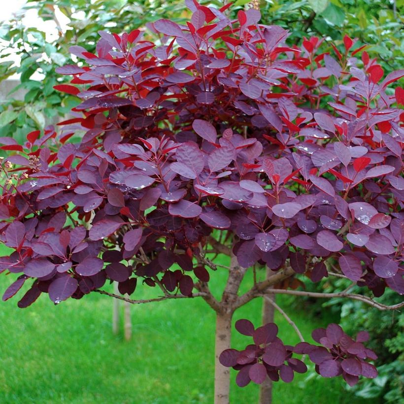 Cotinus coggygria Royal Purple - Smoke Bush (Foliage)