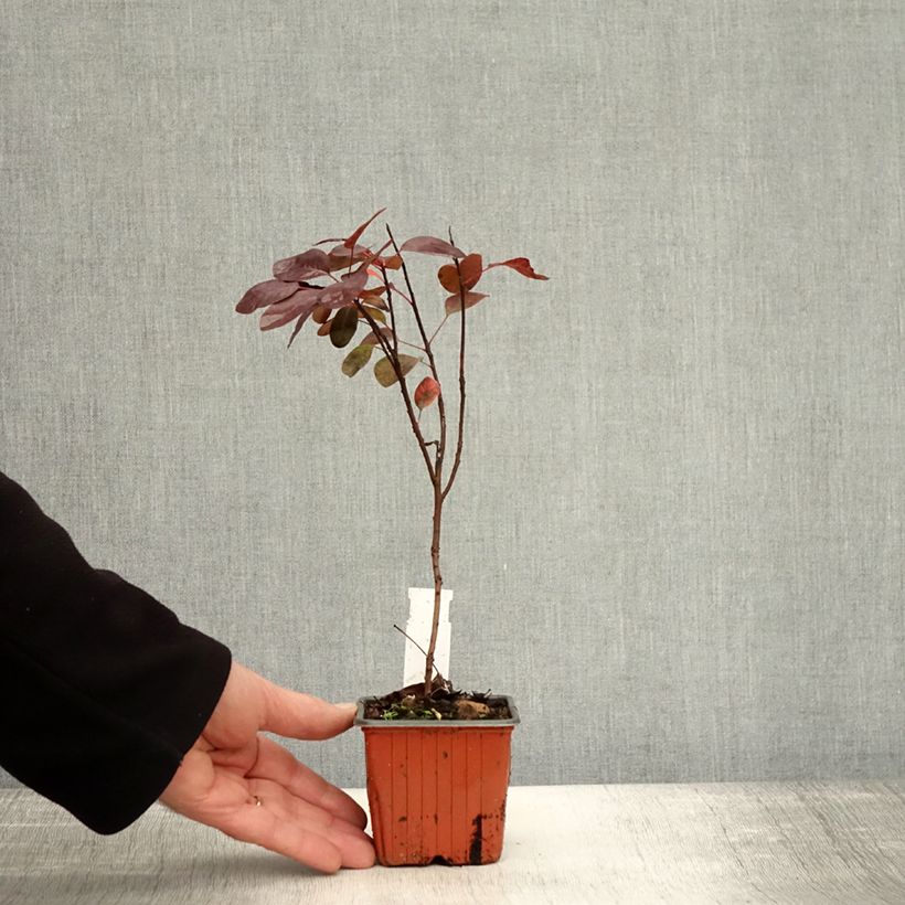 Cotinus coggygria Royal Purple - Smoke Bush 8/9 cm pot sample as delivered in autumn