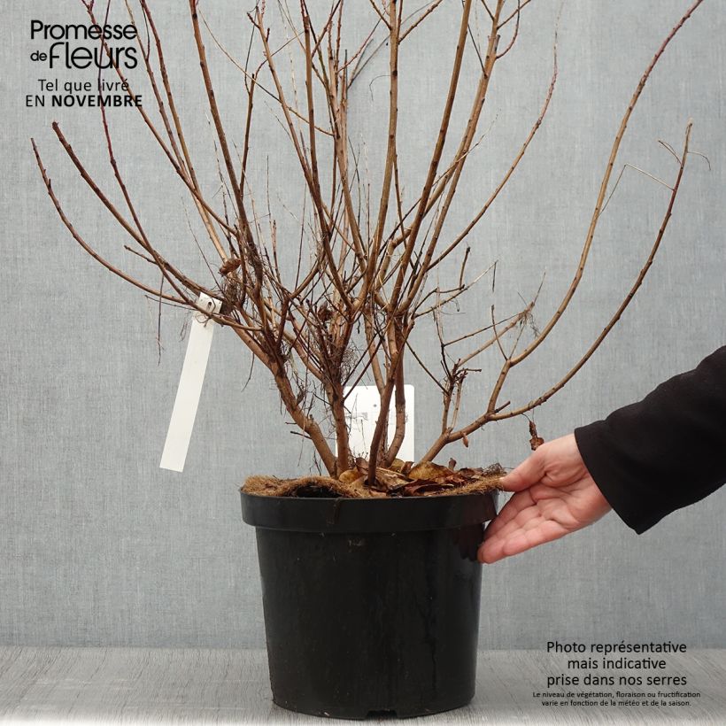 Cotinus coggygria Young Lady - Arbre à Perruque en pot de 6L/7L  sample as delivered in autumn