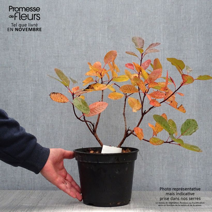 Cotinus Grace - Arbre à perruque en pot de 10L sample as delivered in autumn