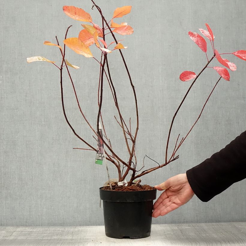 Cotinus Grace - Smoke Bush 2L/3L pot sample as delivered in autumn