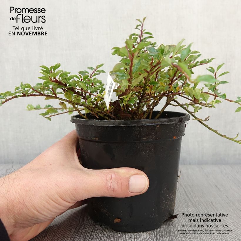 Cotoneaster adpressus - Cotonéaster rampant. Pot de 1,5L/2L sample as delivered in autumn