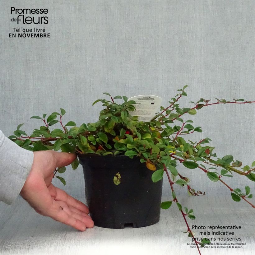 Cotoneaster dammeri - Cotoneaster de Dammer en pot de 2L/3L sample as delivered in autumn