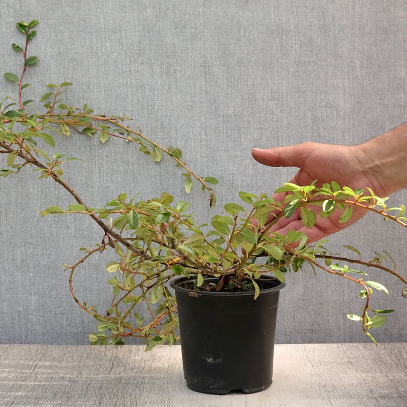 Cotoneaster dammeri Miranda 1L/1.5L pot sample as delivered in summer