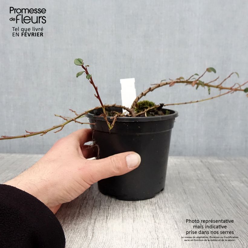 Cotoneaster dammeri Mooncreeper Pot de 1L/1,5L sample as delivered in winter